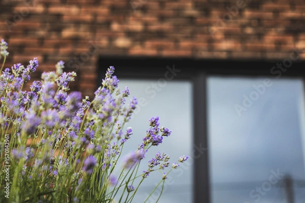 Fototapeta Beautiful lavender flowers bloom in front of a rustic brick wall and window. A close-up of vibrant lavender flowers in full bloom, set against a blurred background of a brick wall and a window.