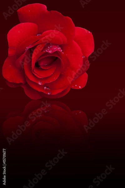 Obraz Rose mit Regentropfen