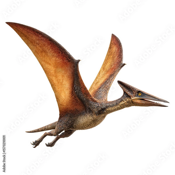 Obraz Pterodactyl isolated on transparent background
