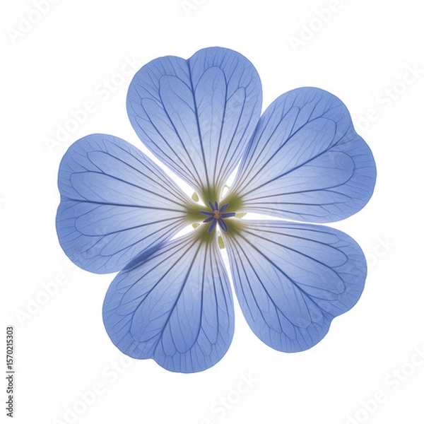 Obraz Detailed Close up of a Light Blue Flower Petal