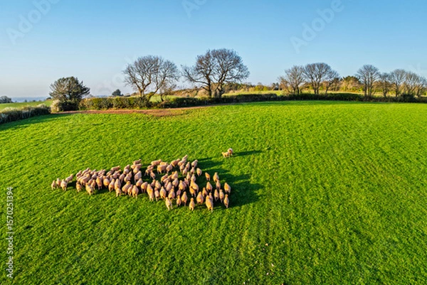 Fototapeta Sheep on Farms fron a drone, Torquay, Devon, England