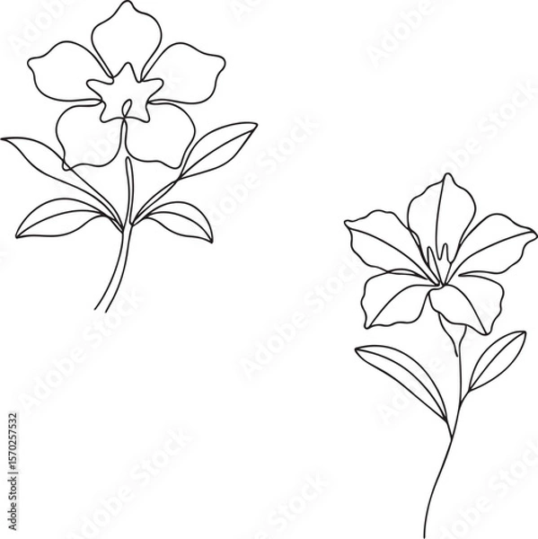 Fototapeta Two simple line art drawings of flowers. 