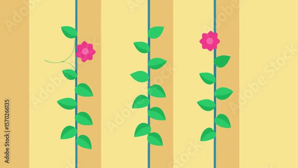 Obraz Climbing Plant Growth Stages From Seedling to Blooming Flower