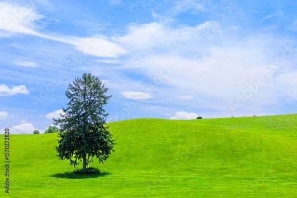 Obraz 草原に立つ一本の木