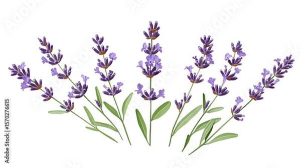 Obraz A Group Of Lavender Sprigs Arranged In An Arc Shape Against A Transparent Background The Lavender Sprigs Are All In Focus And Are Arranged In A Pleasing Manner