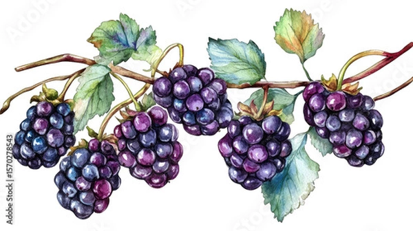 Obraz Watercolor Painting Of A Blackberry Branch With Ripe Blackberries And Green Leaves Isolated On Transparent Background