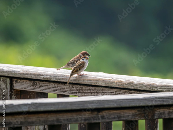 Obraz 手摺りに止まるスズメ