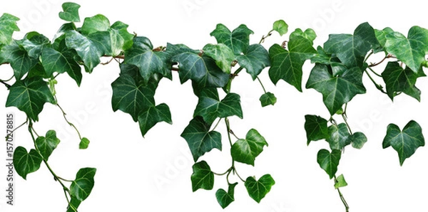 Obraz Lush Green Ivy Vine With Leaves Isolated On Transparent Background The Vine Is Growing From Left To Right With Leaves Of Different Sizes And Shapes The Vine Is Perfect For Adding A Touch Of Nature To