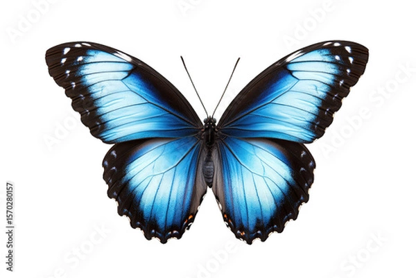 Obraz A Vibrant Blue Butterfly With Black And White Accents On Its Wings Isolated Against A Transparent Background The Butterfly's Wings Are Spread Wide Showcasing Its Intricate Pattern