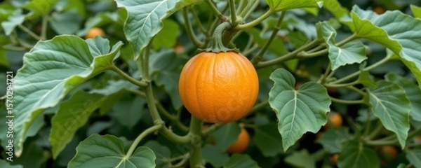 Fototapeta the image shows a round, orange fruit hanging from a green stem, surrounded by numerous large, green leaves