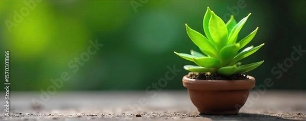 Fototapeta Charming Miniature Potted Plant A Tiny Dwarf Variety Thriving in Vibrant Green, Perfect for Compact Spaces, Terrariums, or Fairy Gardens, Adding Whimsy and Natural Charm to Your Home Decor.
