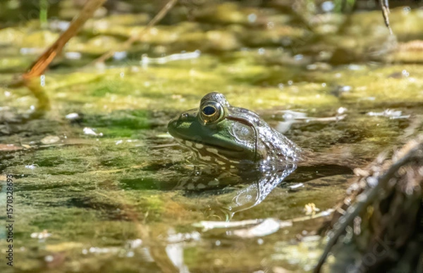 Fototapeta Big frog in a pond 