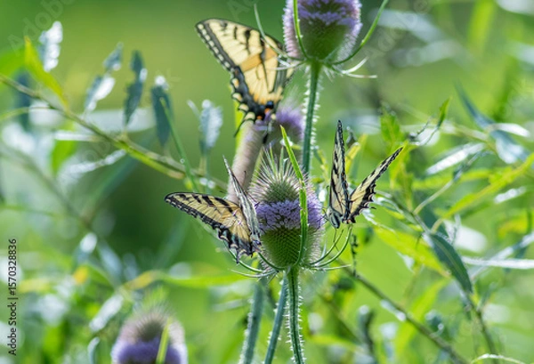 Fototapeta Tiger Swallowtail butterflies on purple thistle flower