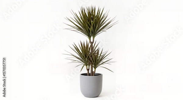 Fototapeta Modern Indoor Dracaena Marginata (Dragon Tree) in a Stylish Grey Pot on White Background - Trendy Low-Maintenance Houseplant for Elegant Home and Office Decor, Architectural Foliage for Contemporary I