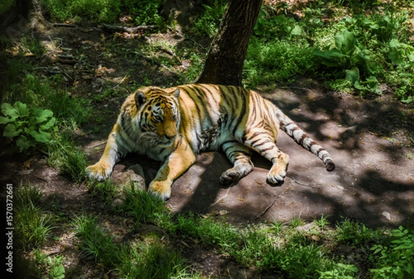 Fototapeta Amur tiger male rests on shaded forest ground in Primorsky Krai, Russia. Rare predator enjoying calm moment in natural habitat under summer light.