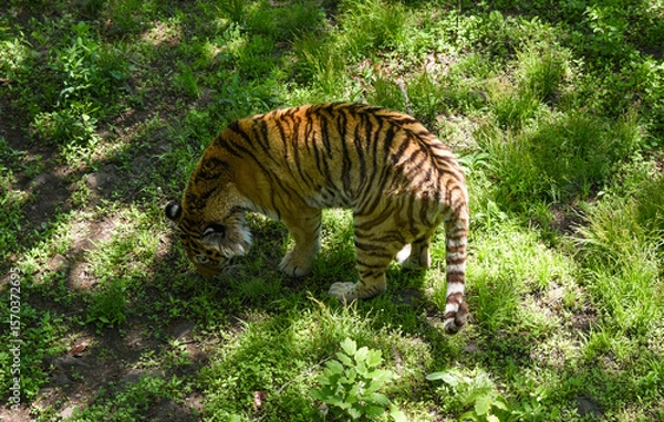 Fototapeta Amur tiger sniffs grass in a sunlit clearing, exploring its territory in Primorsky Krai. Majestic and elusive symbol of the Russian wilderness.