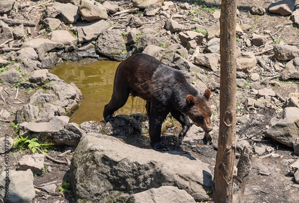 Fototapeta Kamchatka brown bear walking near a small pond on a hot summer day in Primorsky Krai, surrounded by rocks and dry ground under the blazing sun.