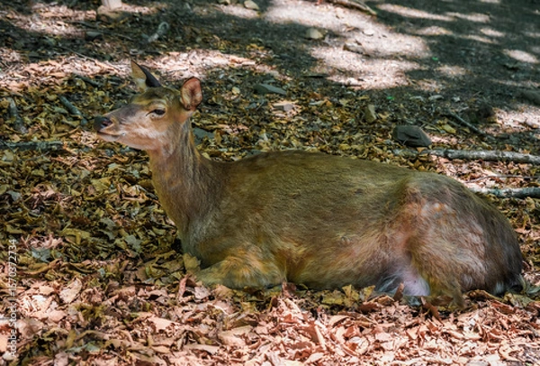 Fototapeta Young deer resting on fallen autumn leaves in the forest of Primorsky Krai, Russia. Soft sunlight filters through the trees, creating a calm woodland scene.