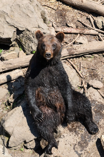 Fototapeta Kamchatka brown bear sits on the muddy ground, one leg raised as it rests its weight back, showcasing its powerful limbs and natural behavior.