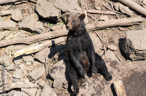 Fototapeta Wet Kamchatka brown bear sits comfortably among rocks and logs, blending with the natural forest environment and enjoying the muddy ground.