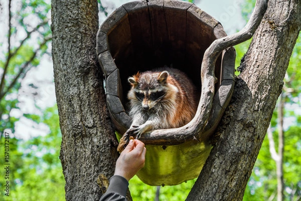 Fototapeta A pet raccoon reaches out from a wooden tree house to take food from a human hand, showing trust and curiosity in a natural outdoor setting.