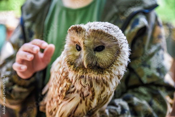 Fototapeta Close-up of a Strix owl perched on a persons hand, showing its detailed feathers and calm expression. Human interaction with a nocturnal forest bird.