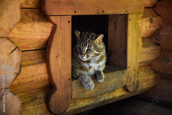 Fototapeta Amur wild cat resting in a wooden shelter in the Russian Far East. This rare feline is native to forested regions of Primorsky Krai, calm and alert.