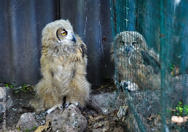 Fototapeta Two young Eurasian eagle-owls stand on the ground, one behind a net and one free, both fluffy with intense yellow eyes and curious expressions.