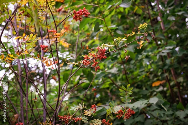Fototapeta Viburnum sargentii, known as Sargent's viburnum, displays vibrant red berries and striking red foliage in autumn, enhancing the fall landscape