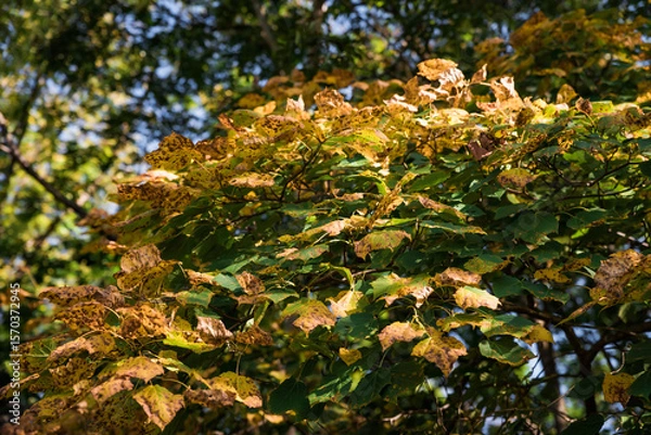 Fototapeta Golden autumn leaves of Amur linden (Tilia amurensis) create a warm and cozy background, reflecting the seasonal charm of the Russian Far East