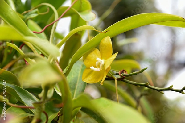 Fototapeta Close-up of a yellow orchid flower growing among lush green leaves in a tropical greenhouse. Delicate petals and vivid colors highlight its exotic beauty.