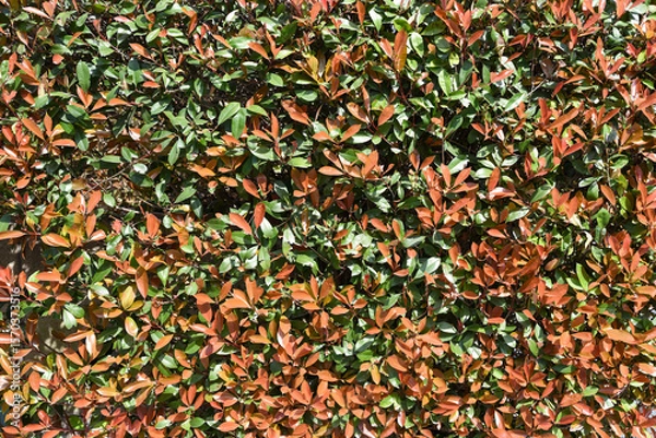 Fototapeta Close-up of vibrant Photinia hedge with red and green leaves in sunlight, creating a natural background with texture and seasonal color contrast.
