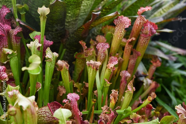 Fototapeta Close-up of colorful Sarracenia pitcher plants with vibrant tubular leaves in green and red tones. Exotic carnivorous plants creating a bold natural background.