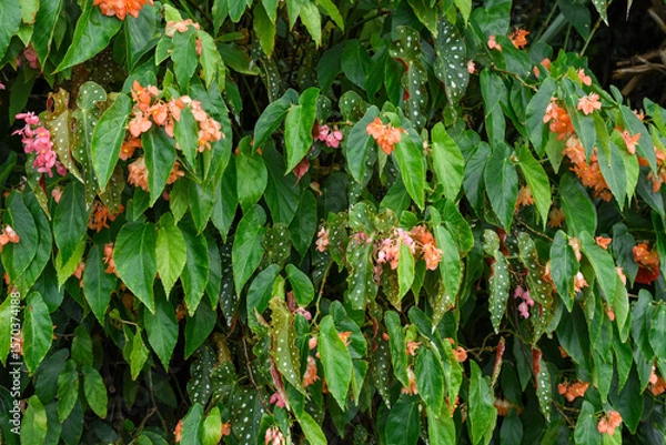 Fototapeta Close-up of Begonia maculata with green leaves and white spots, featuring delicate orange and pink flowers. Lush botanical background with copy space