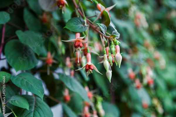 Fototapeta Close-up of delicate pink and red Fuchsia flowers hanging among green leaves, creating a vibrant and natural floral background.