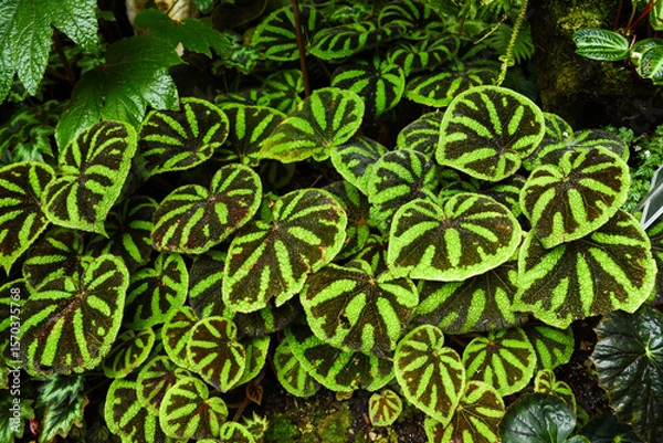 Fototapeta Close-up of Begonia masoniana, also called iron cross begonia, with striking green leaves marked by dark brown cross-like patterns, growing in dense foliage.