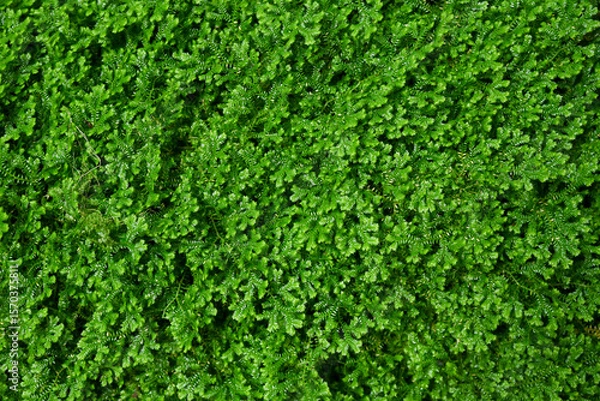 Fototapeta Green fern moss background with dense texture, ideal for natural backdrops, eco designs, and organic-themed visual compositions.