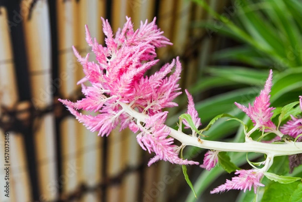 Fototapeta Bright pink feathery Celosia flowers on a pale stem, captured in close-up with a blurred bamboo and foliage background.