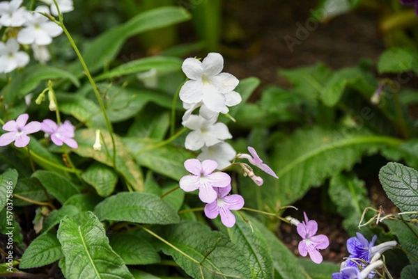 Fototapeta Cluster of white and pale purple Streptocarpus flowers blooming among textured green leaves, photographed in soft natural light in a garden setting.