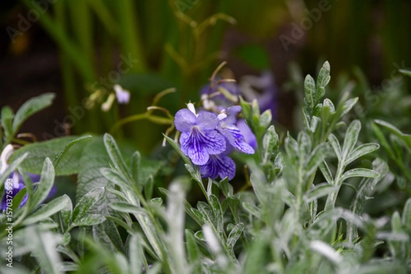 Fototapeta Delicate purple Viola flowers blooming among green foliage in a garden setting, with soft natural light and blurred background for a peaceful feel.