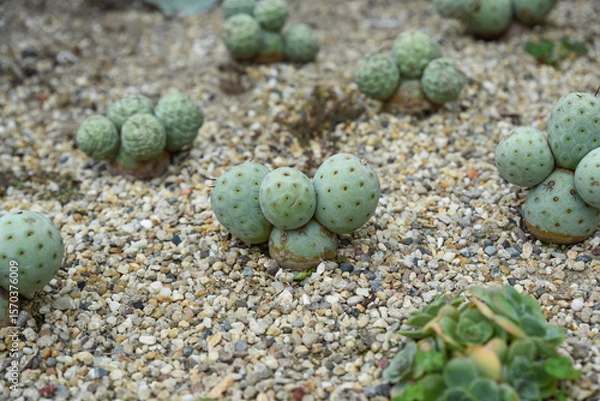 Fototapeta Close-up of Tephrocactus geometricus growing in rocky soil, showing bluish green spherical stems and geometric texture in a desert garden setting.