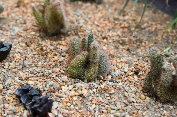 Fototapeta Crested Mammillaria elongata cactus with fuzzy stems and hooked spines grows in rocky desert soil, forming a unique brain-like structure.