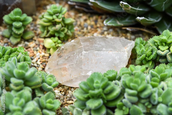 Fototapeta Small clear quartz crystal surrounded by blue-green succulents in a dry rock garden. Natural mineral with glossy texture and rough edges.