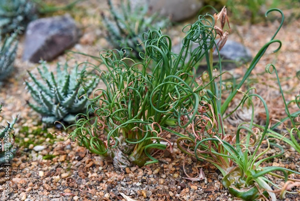 Fototapeta Curly green leaves of Albuca spiralis growing in a rocky desert garden, surrounded by succulents and dry soil.