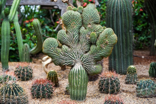 Fototapeta Single crested Cereus forbesii cactus with dramatic fan-shaped crest. Rare botanical specimen with intricate cristate growth in arid environment.