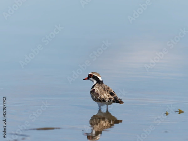 Fototapeta Black-fronted Dotterel (Charadrius melanops) wading along the shoreline with water in background.