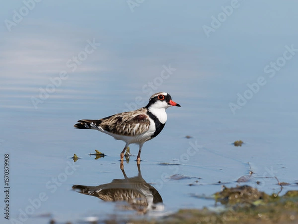 Fototapeta Black-fronted Dotterel (Charadrius melanops) wading along the shoreline with water in background.
