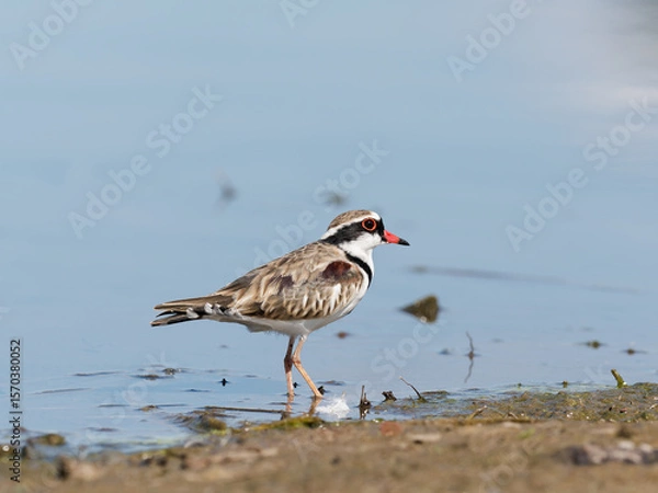 Fototapeta Black-fronted Dotterel (Charadrius melanops) wading along the shoreline with water in background.