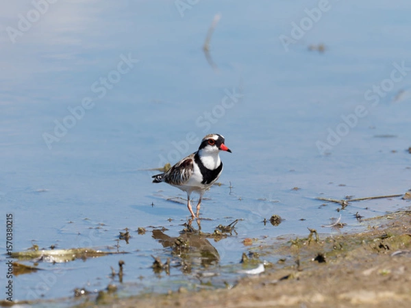 Fototapeta Black-fronted Dotterel (Charadrius melanops) wading along the shoreline with water in background.