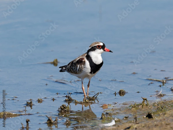 Fototapeta Black-fronted Dotterel (Charadrius melanops) wading along the shoreline with water in background.